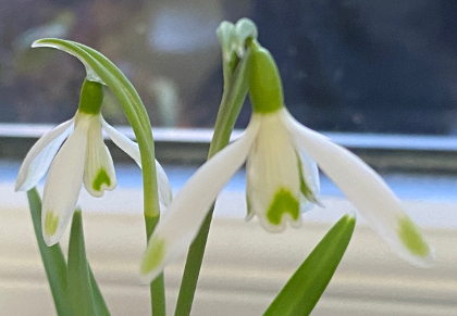 Galanthus nivalis 'Green Tip'